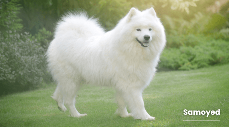 Samoyed