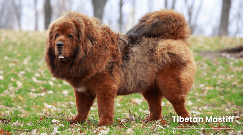 Tibetan Mastiff