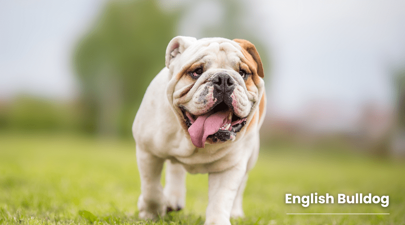 English Bulldog​