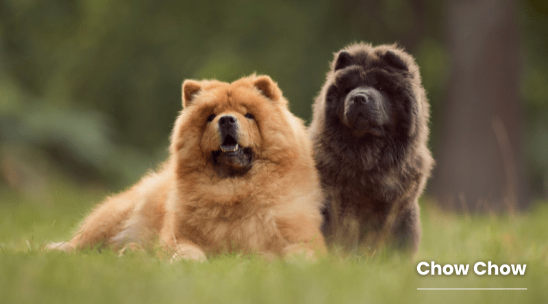 Chow Chow​