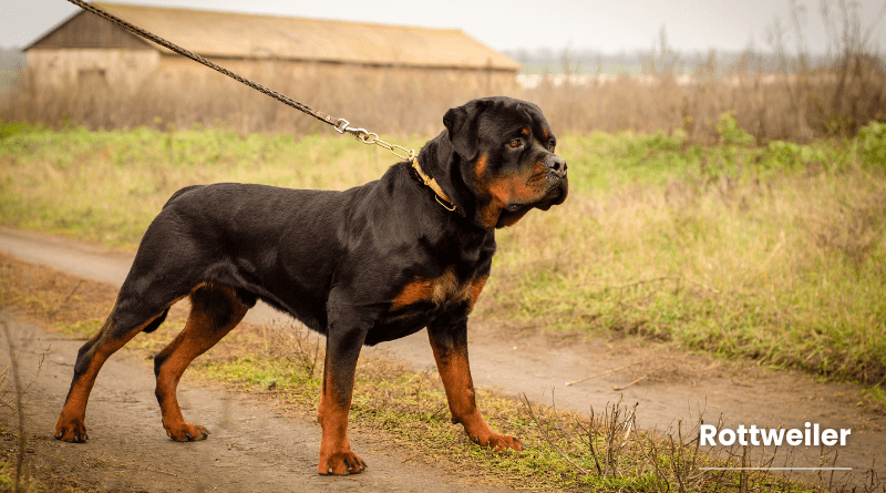 Rottweiler