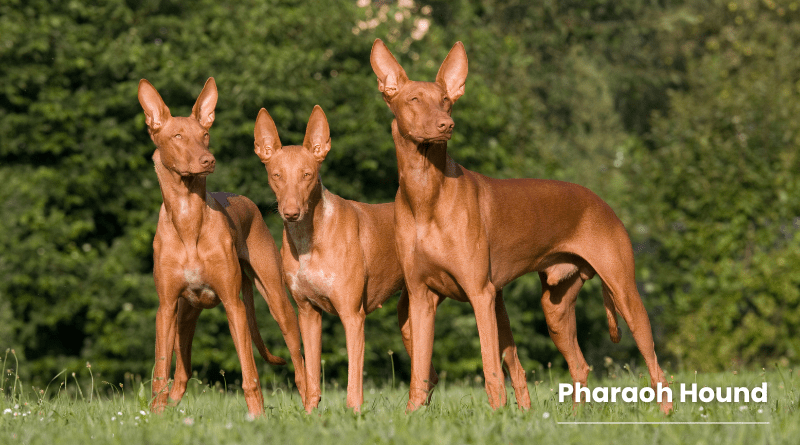 Pharaoh Hound​