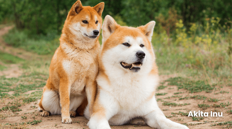 Akita Inu​