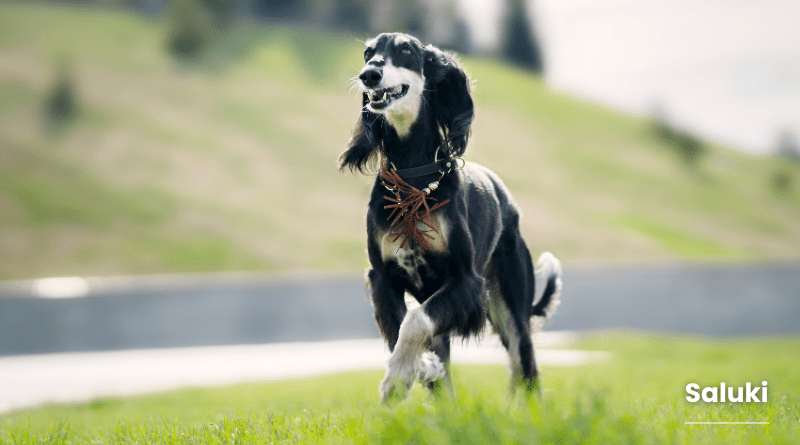 Saluki​