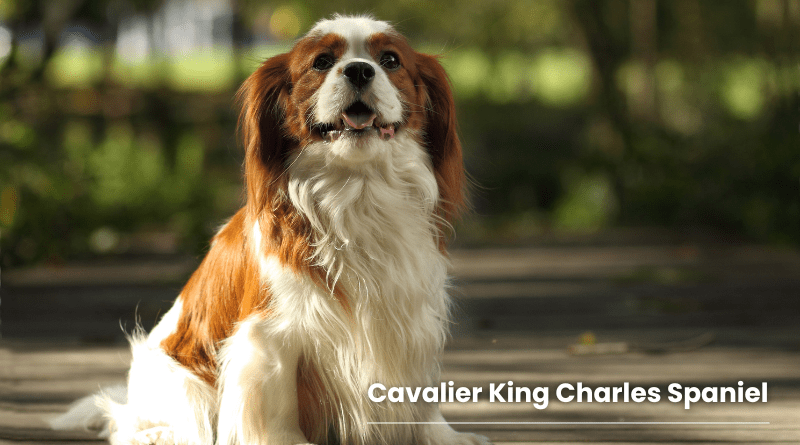 Cavalier King Charles Spaniel​