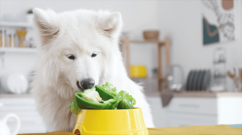 Nutritional Trends for Healthier Dogs