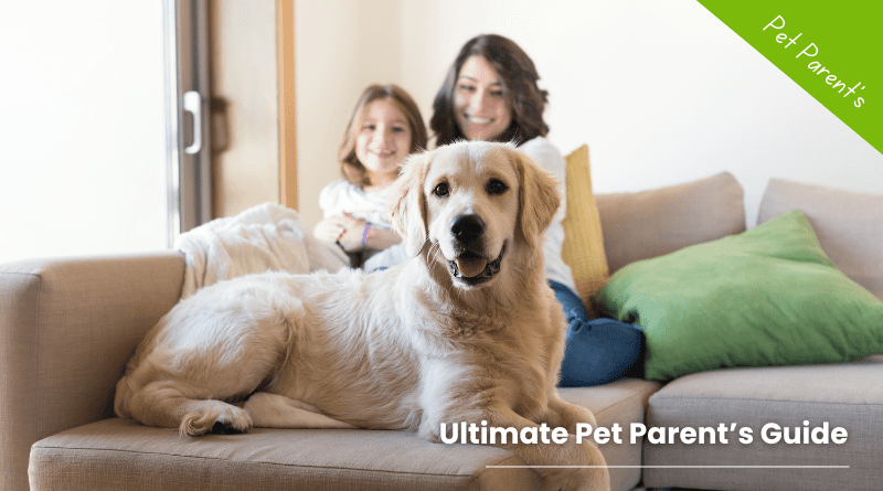 Tips for Being the Best Dog Parent