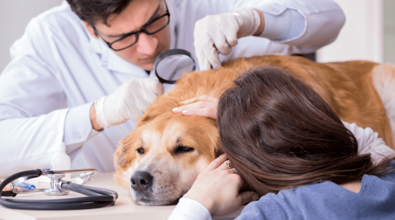 Veterinary Check ups