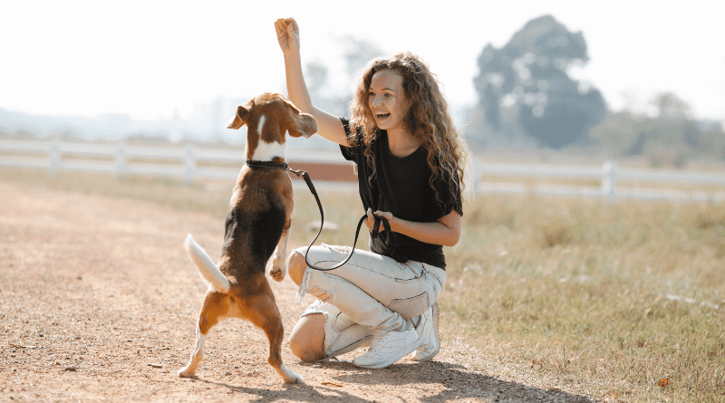 training with dog