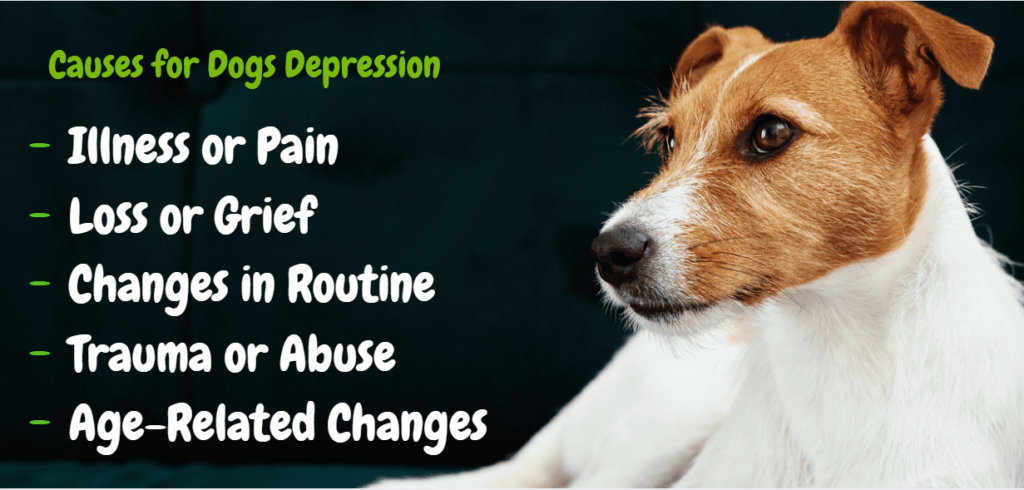 Causes for Dogs Depression