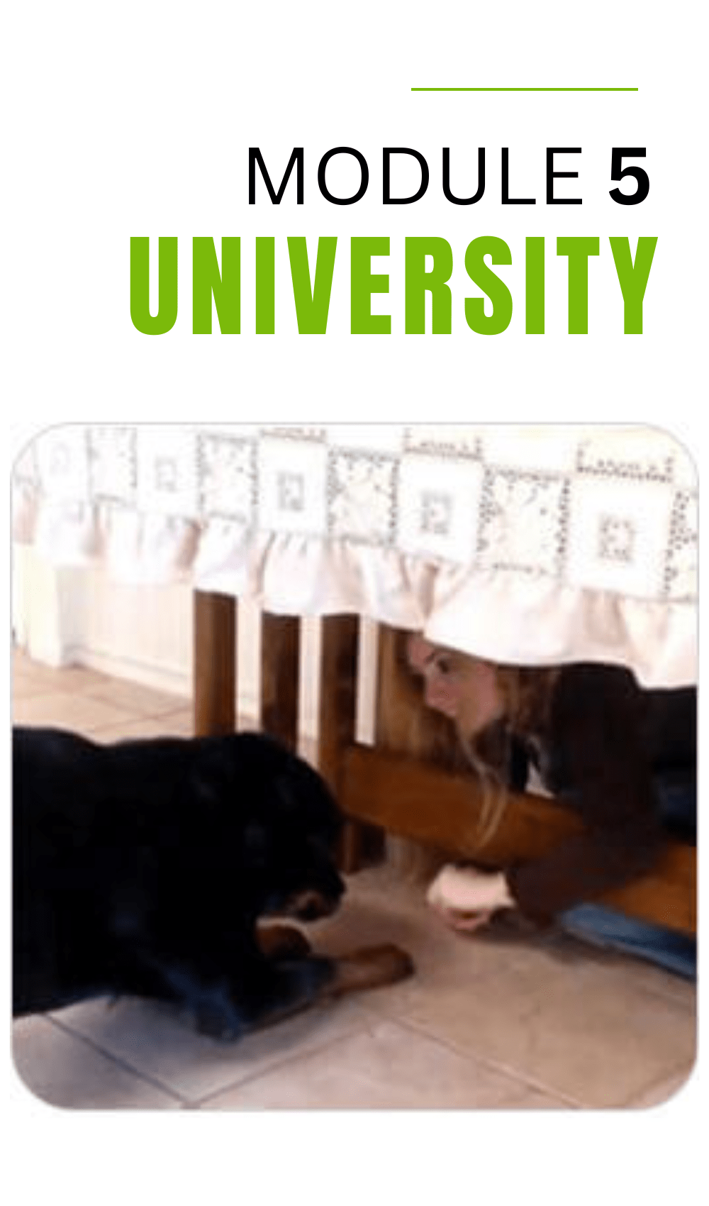 dog training module 5